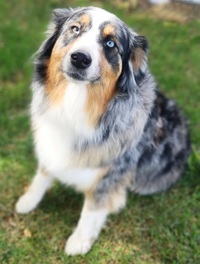 Knez Bindi | Australian Shepherd 