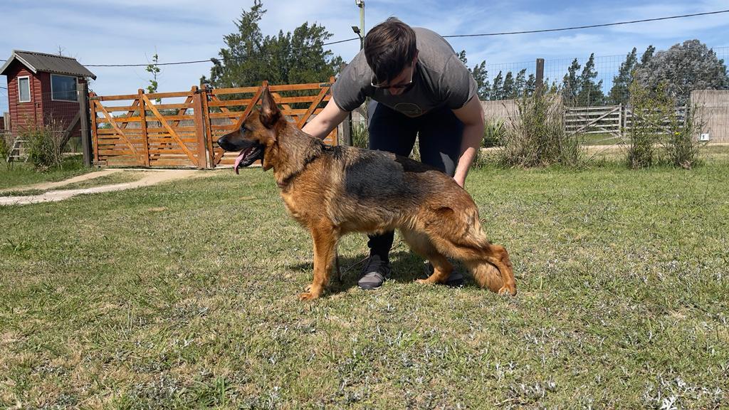Varsovia Del Viejo Lobo | German Shepherd Dog 