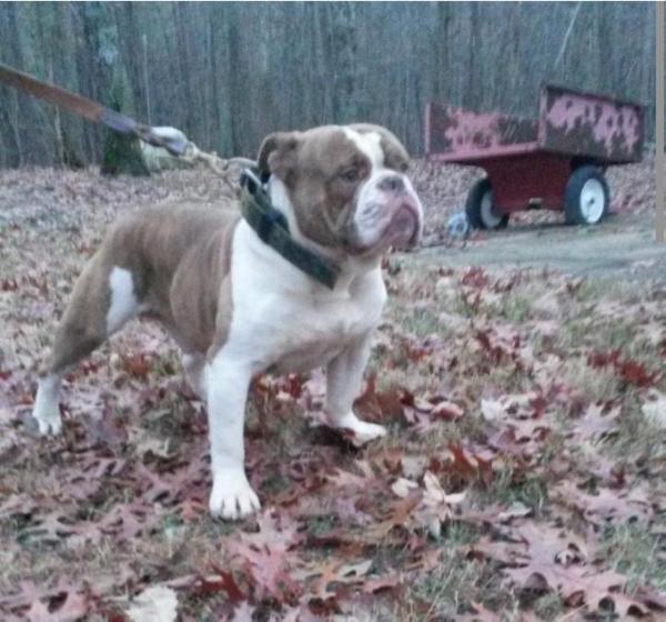 Gpz Glock | Olde English Bulldogge 