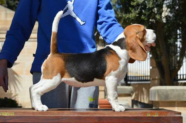 Golden Girl Di Torrimpietra | Beagle 