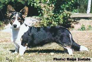 Geestland's Actual Acme | Cardigan Welsh Corgi 