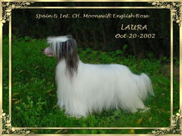 Moonswift English Rose | Chinese Crested 