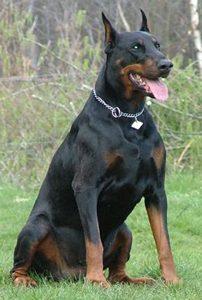 Elroy v. Heiligenwald | Black Doberman Pinscher