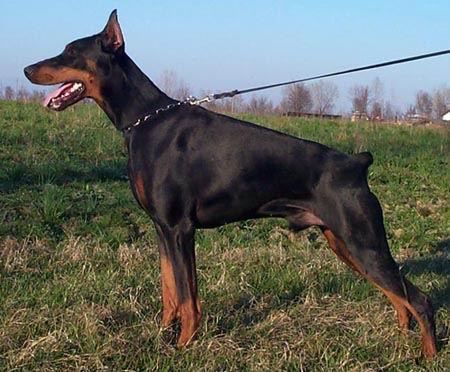 Dell'Arco Azzurro Benhurred | Black Doberman Pinscher