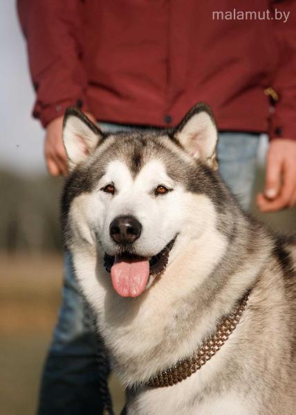 ?????? | Alaskan Malamute 