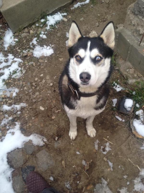 Wild Hunter de Chucki | Siberian Husky 