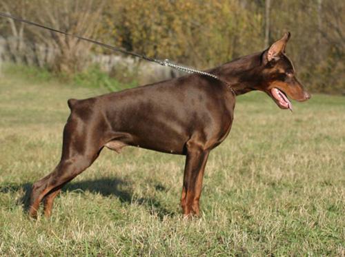 Seedorf (EST 01569/00) | Brown Doberman Pinscher