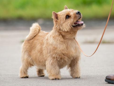 Spring Cheiz Graffity Fashion | Norwich Terrier 