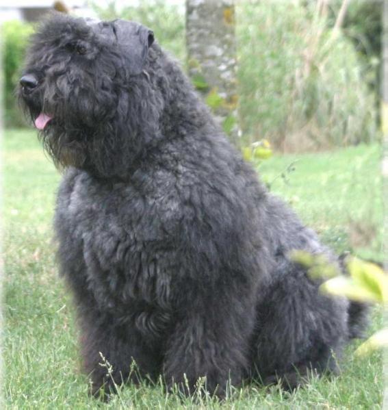 DREAM-OF-THE-DAY DU CLOS DE LA LUETTE | Bouvier des Flandres 