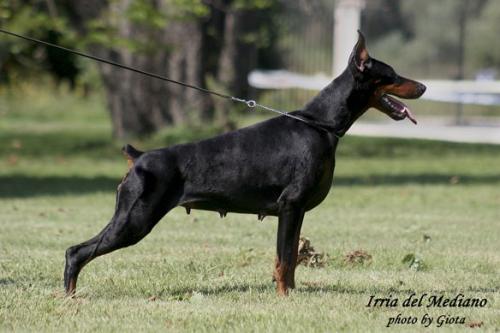 Irria Del Mediano | Black Doberman Pinscher