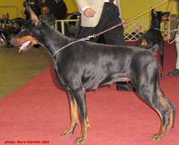 Come As You Are Della Baronessa | Black Doberman Pinscher