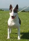 Javarke Crazy Clover At Elvroc | Bull Terrier 