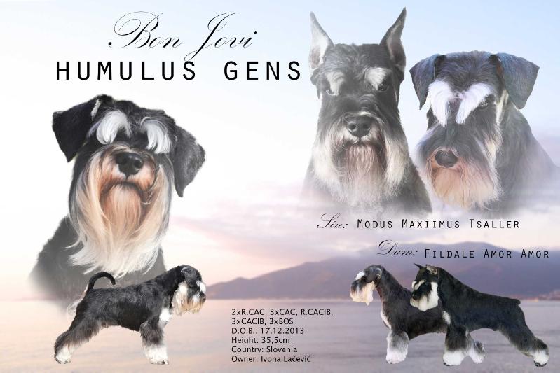 BON JOVI HUMULUS GENS | Miniature Schnauzer 