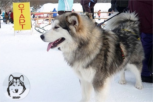 Zacharovannaya | Alaskan Malamute 