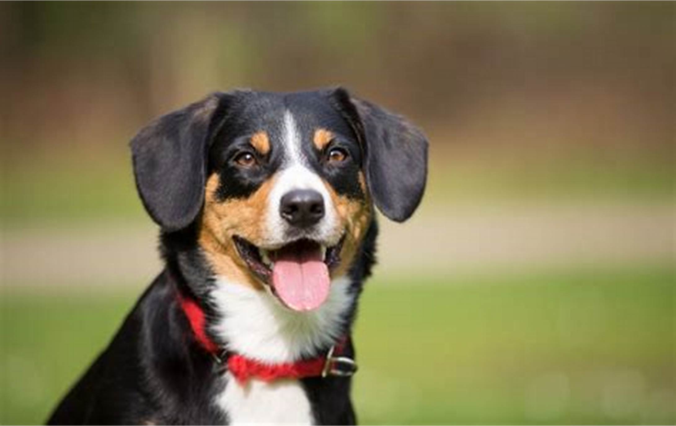 Entlebucher Mountain Dog