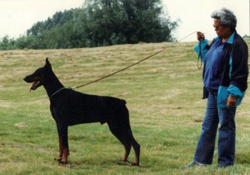 Levy v. Franckenhorst | Black Doberman Pinscher