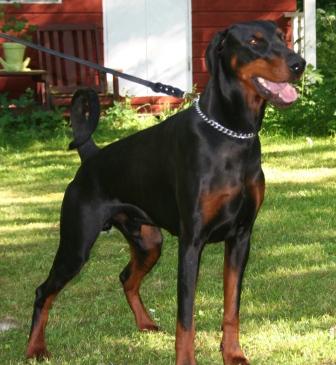 Dobermundes Ae Sugarbaker Sam | Black Doberman Pinscher