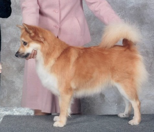 Valhalla's Cira | Icelandic Sheepdog 