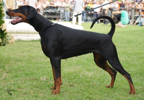 Tamlands Alana | Black Doberman Pinscher