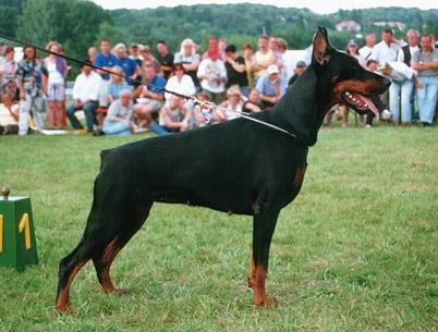 Trefovaya Dama iz Slavnoi Stai | Black Doberman Pinscher