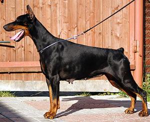 Teraline Amore Mia For Sant Kreal | Black Doberman Pinscher