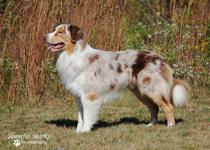 Ember Skye Mission Pandora | Australian Shepherd 