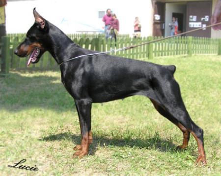 Sergius-Aleksandrija Rodnik Sant Kreal | Black Doberman Pinscher