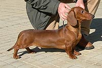 Arcano's El Punico | Dachshund 