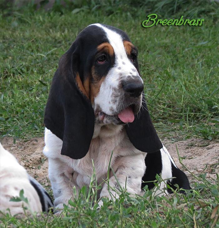 Vivid Energy Champ BREENBRASS | Basset Hound 