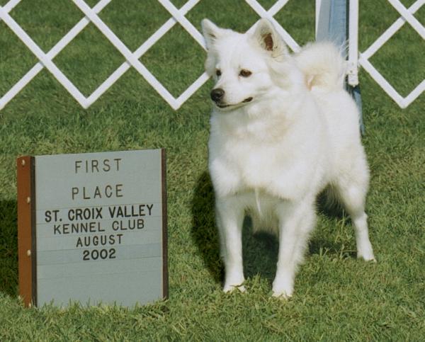 Dryke's Crystal Star | American Eskimo Dog 