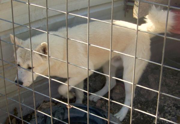 Allen's Kuma Junior | Akita 