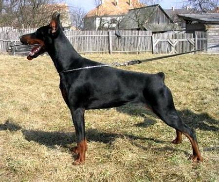 Sant Kreal Chio Chio San | Black Doberman Pinscher