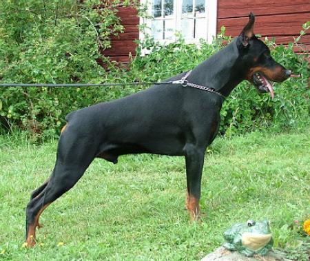 Sant Kreal Chicago | Black Doberman Pinscher