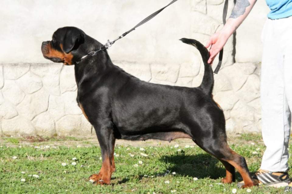 Dolly Bell Dark Foce | Rottweiler 