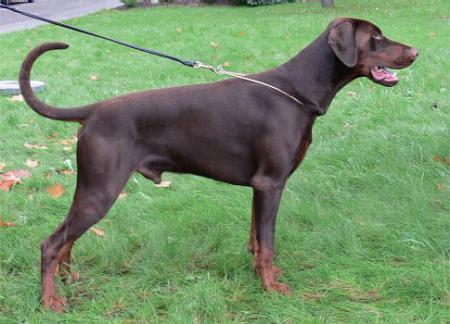 Sant Kreal Chervony | Brown Doberman Pinscher