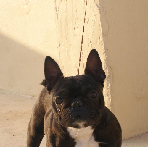 Lei La of Dynamic Dog House | French Bulldog 