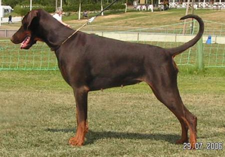 Sant Kreal Chudo Viva La Rosa | Brown Doberman Pinscher