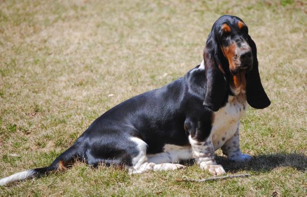 Fiona De La Casa de la Atalaya | Basset Hound 