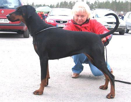 Sant Kreal Chernoe Zoloto | Black Doberman Pinscher