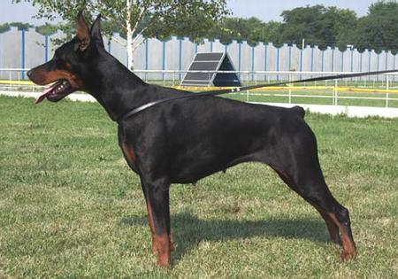 Sant Kreal Shiny Sun | Black Doberman Pinscher