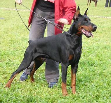 Sant Kreal Uwane | Black Doberman Pinscher