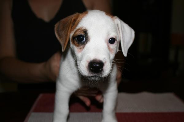 Aisha (Romania) 2013 | Jack Russell Terrier 