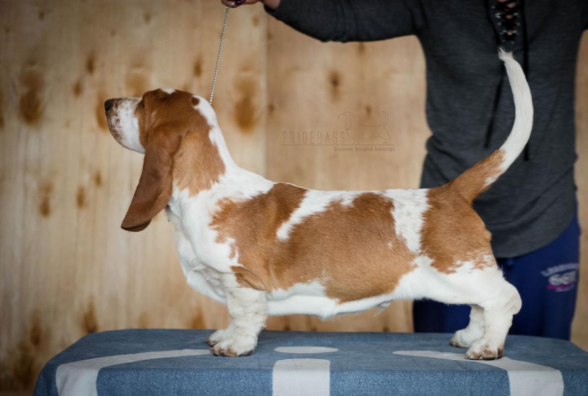 Pridebass Chappie Nimble | Basset Hound 