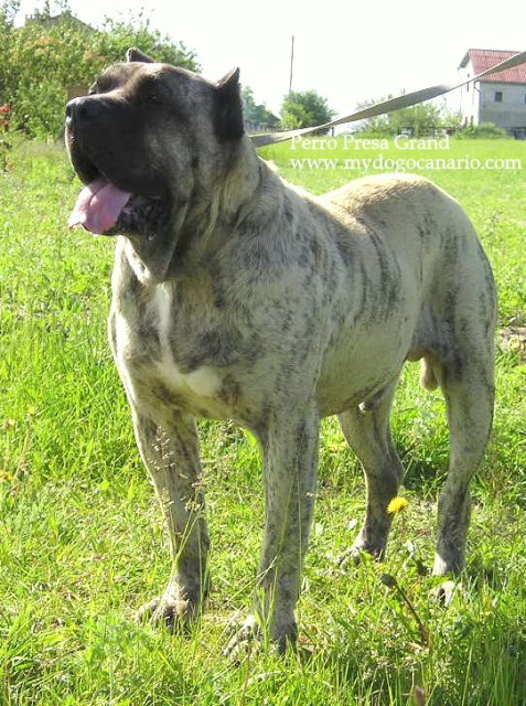 Luco de Casa del Presa | Perro de Presa Canario 