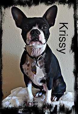 KP Fiona's Krissy | Boston Terrier 