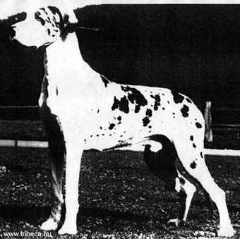 Helmlake Implicable | Great Dane 