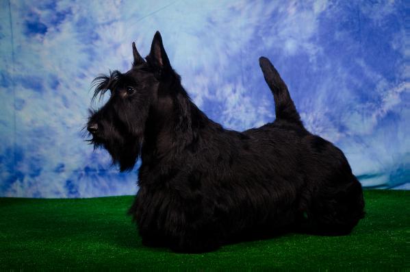 Magic Night Long Life | Scottish Terrier 