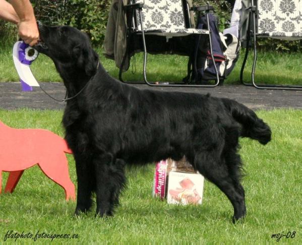 Almanza Urgent Message to Stormy | Flat-Coated Retriever 