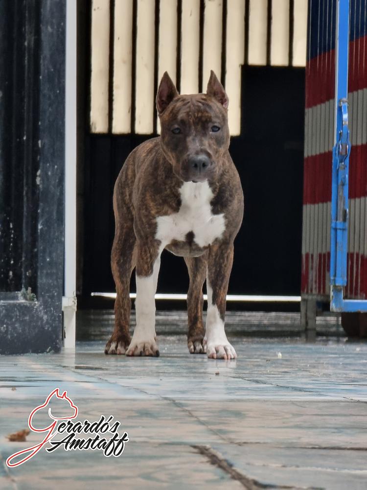 G'Ast legend continues | American Staffordshire Terrier 