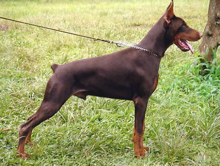 Sant Kreal Evviva Ego | Brown Doberman Pinscher